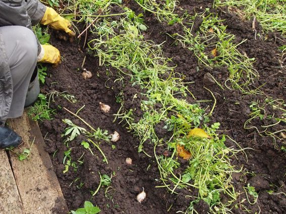 piantare l'aglio nel concime verde