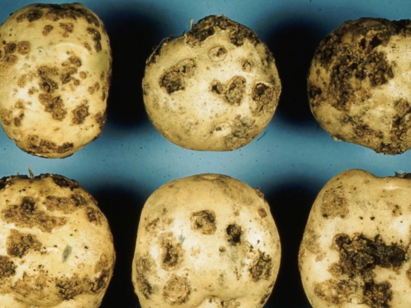 Krasta krumpira - vrste i metode suzbijanja