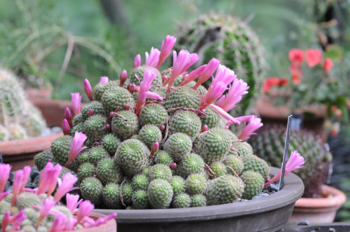 Rebutia cactus กับดอกไม้สีชมพู