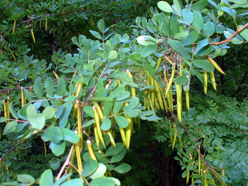 Acacia gialla (albero caragana) - crescita e cura