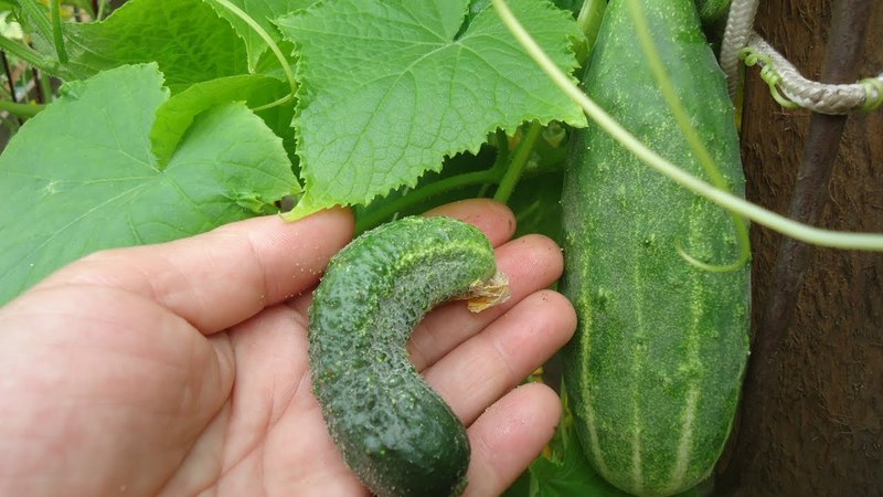 gnarled cucumber