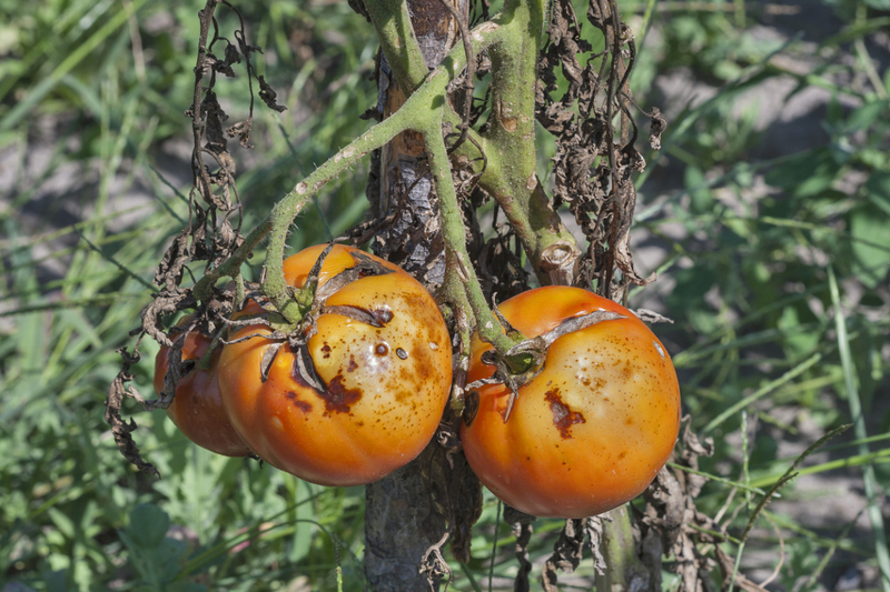 myöhäinen tuho tomaateille