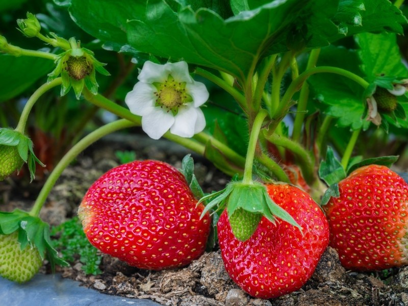 Как правилно да се грижим за ягодите след последната реколта от горски плодове: правила за полагане на добра реколта за следващата година