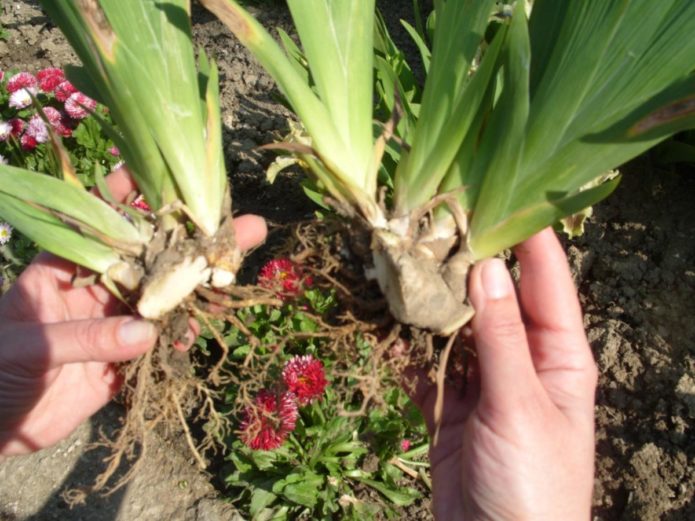 Riproduzione di iris dividendo i rizomi in autunno
