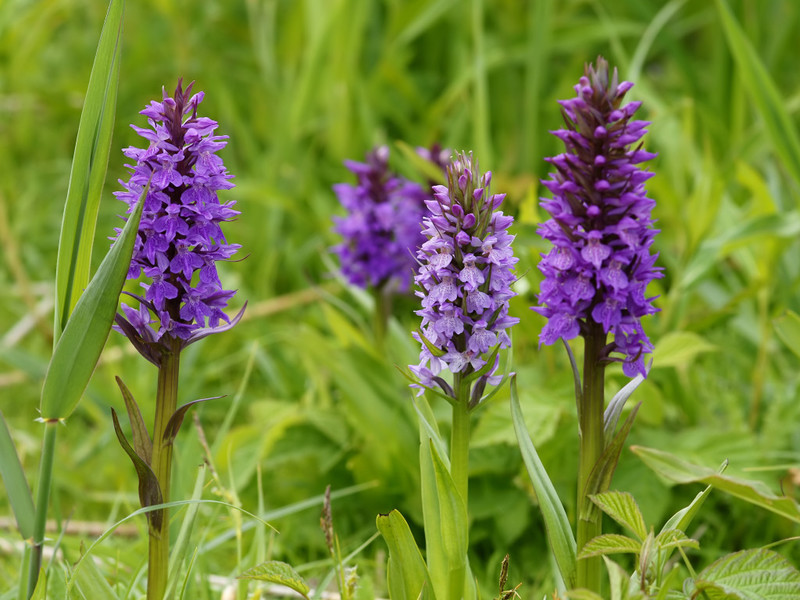 Kako se koristi orhideja - biljka za žensko zdravlje i mušku snagu