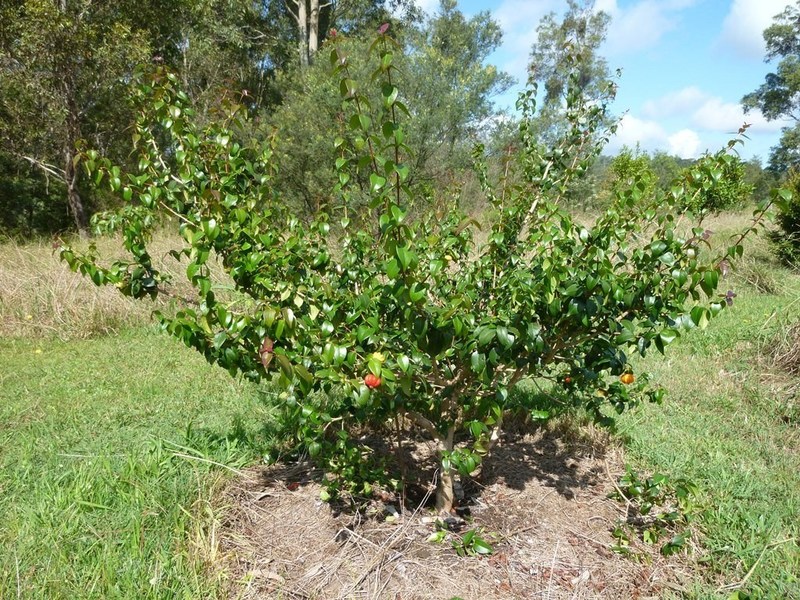 Vyšnių sodinimas