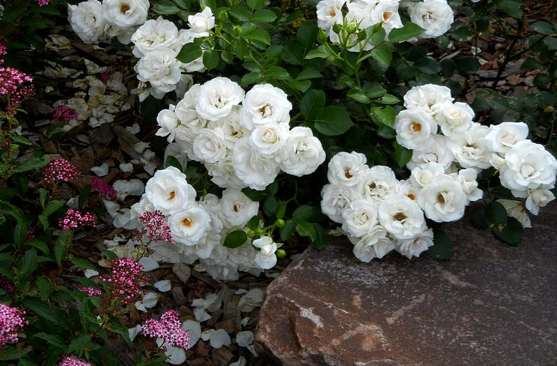 Isang karpet ng magagandang rosas sa pabalat ng lupa: 45 mga ideya para sa paggamit sa landscaping