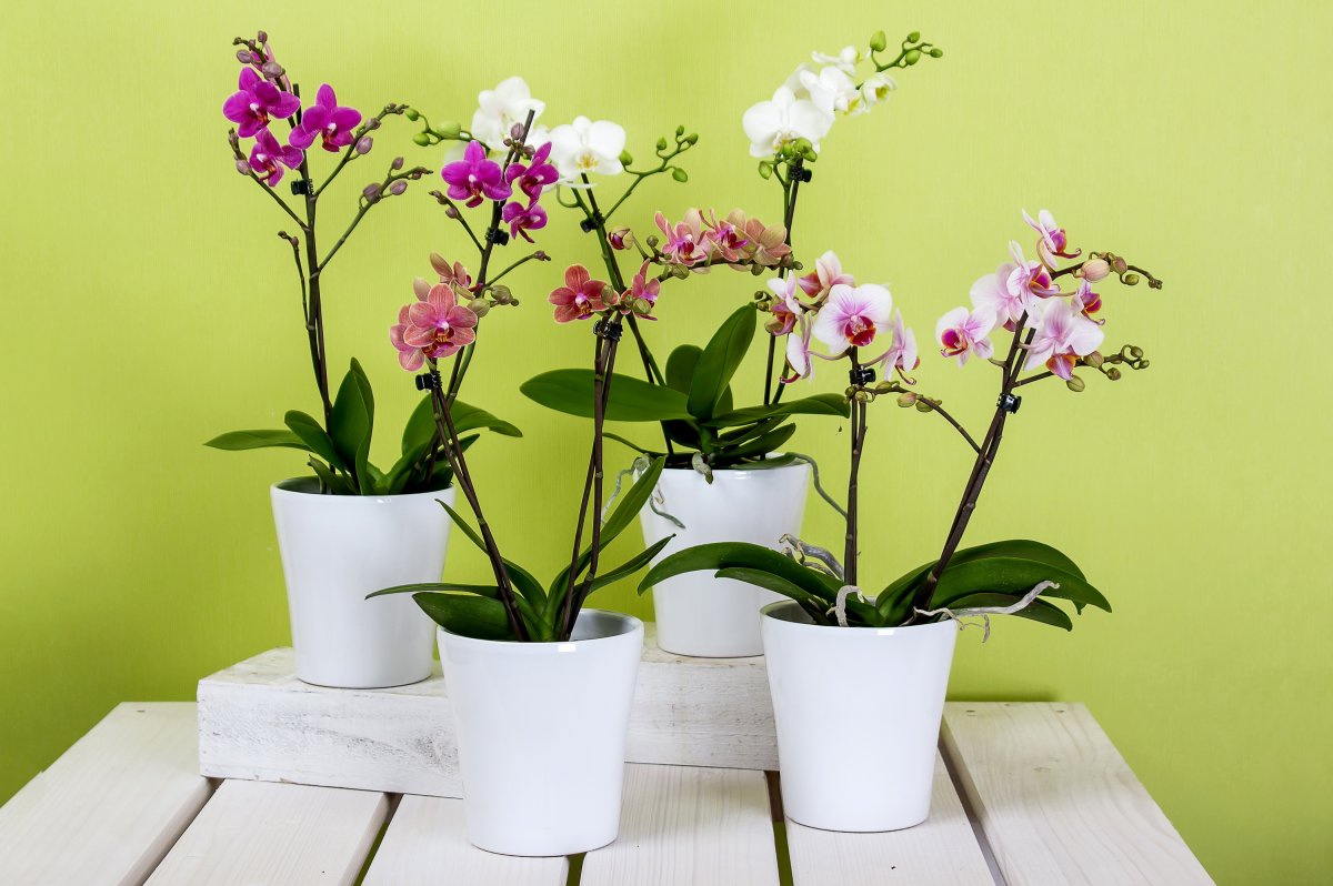 Orchid transplant sa bahay: mga tagubilin, video, pangangalaga