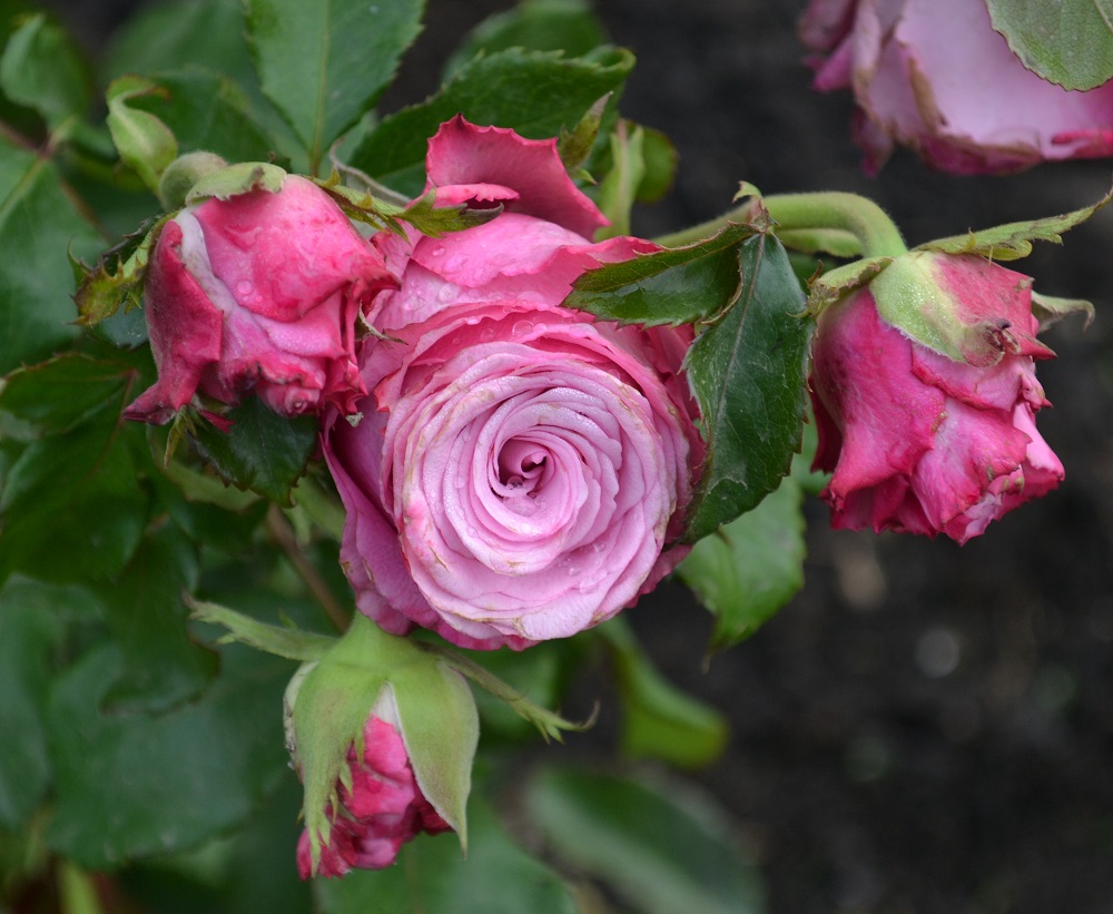 Hibridinės arbatos rožės: geriausios veislės, nuotraukos, aprašymas