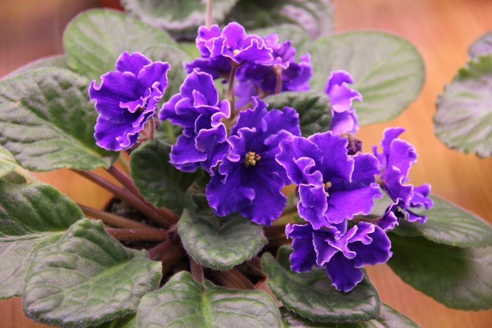 Mga panloob na violet: pagtatanim at pangangalaga sa bahay