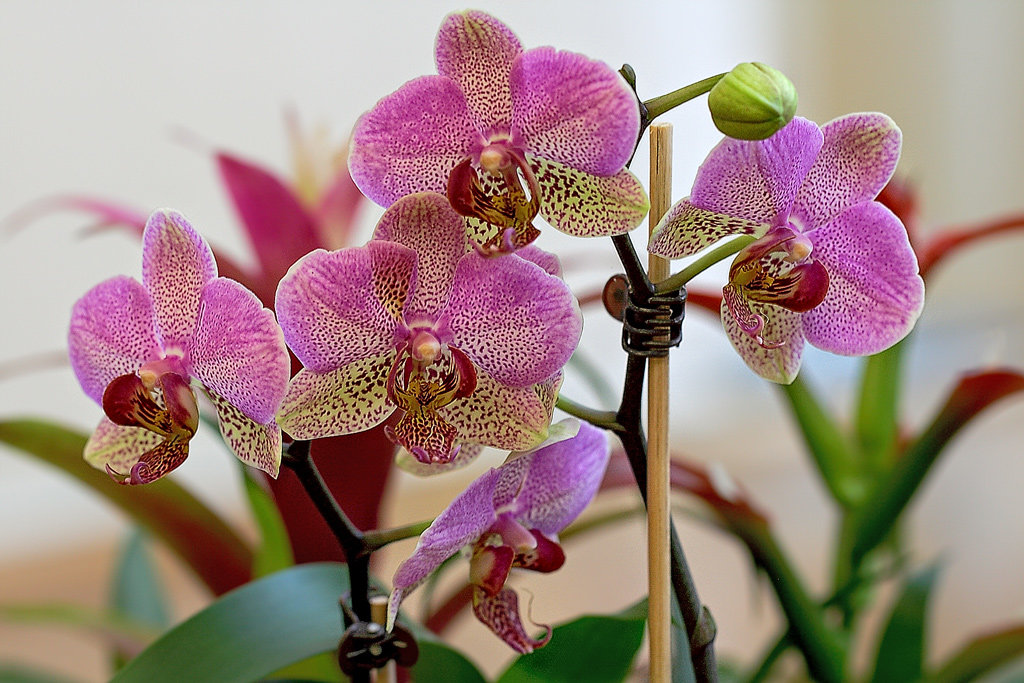 Soorten indoor orchideeënvariëteiten met namen