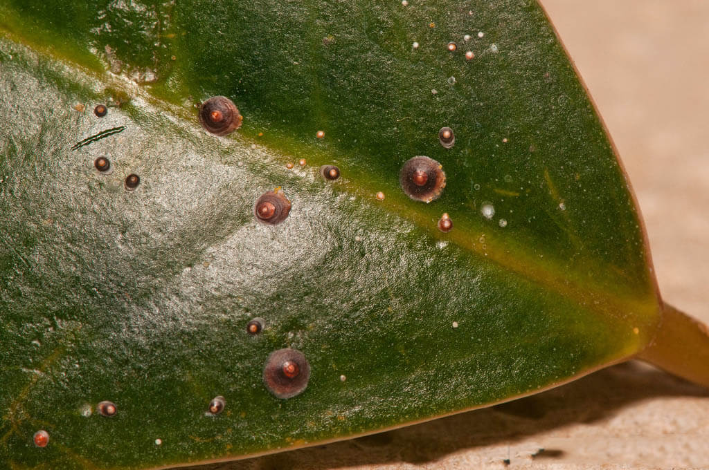 Malattie delle piante d'appartamento, come affrontarle, foto di parassiti