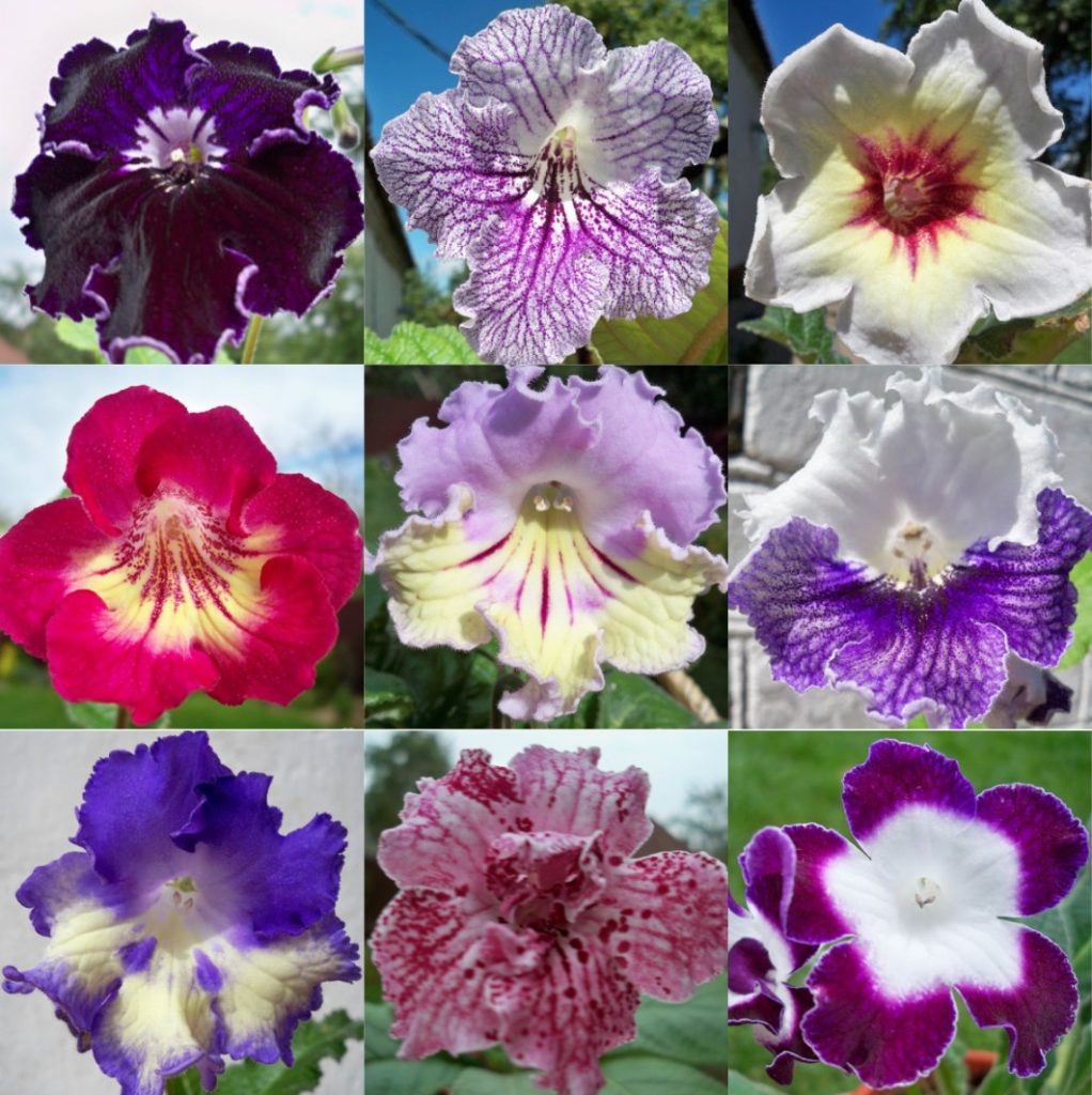 Varietà e colori dei fiori di streptocarpus