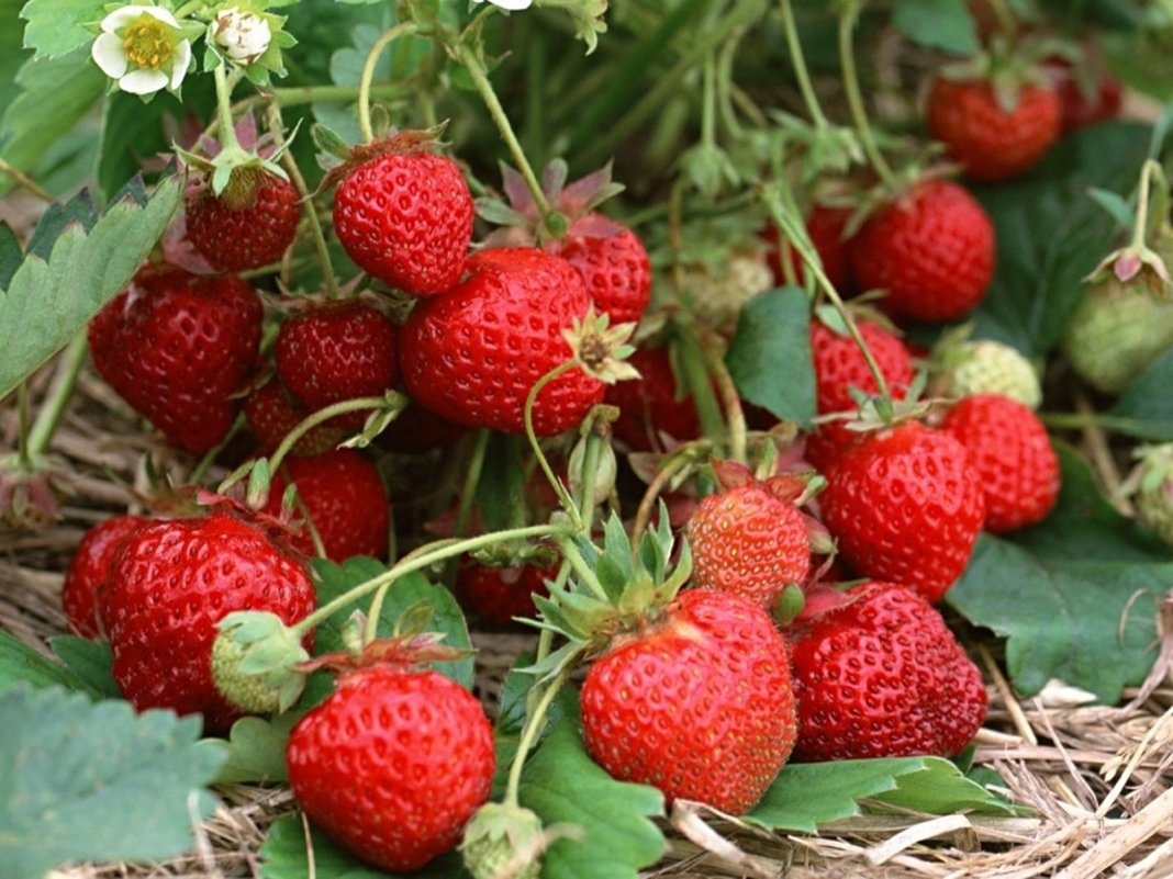 Технологията за успешно отглеждане на богата реколта от ремонтантни ягоди