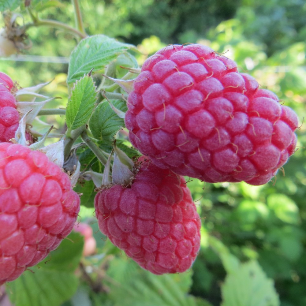 Raspberry Tarusa: caratteristiche chiave e descrizione della varietà