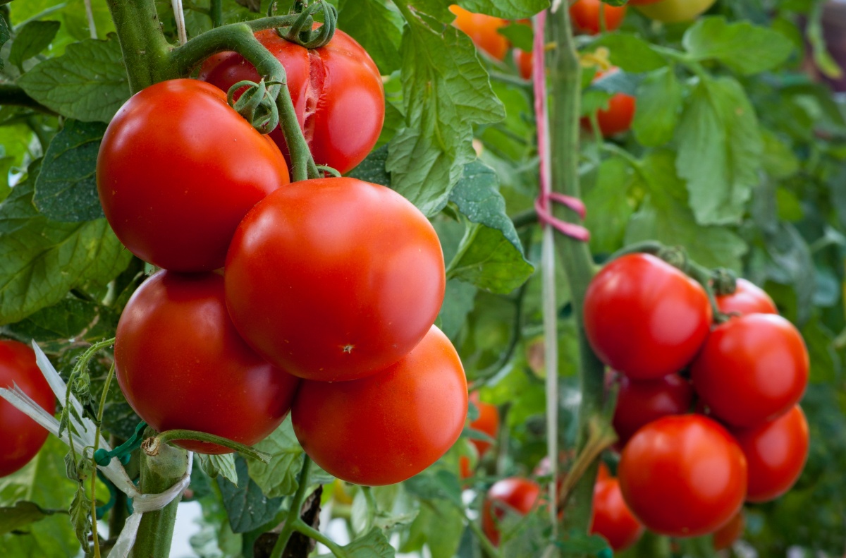 Tomaatit: kylvämisestä taimiin istutuksiin puutarhaan