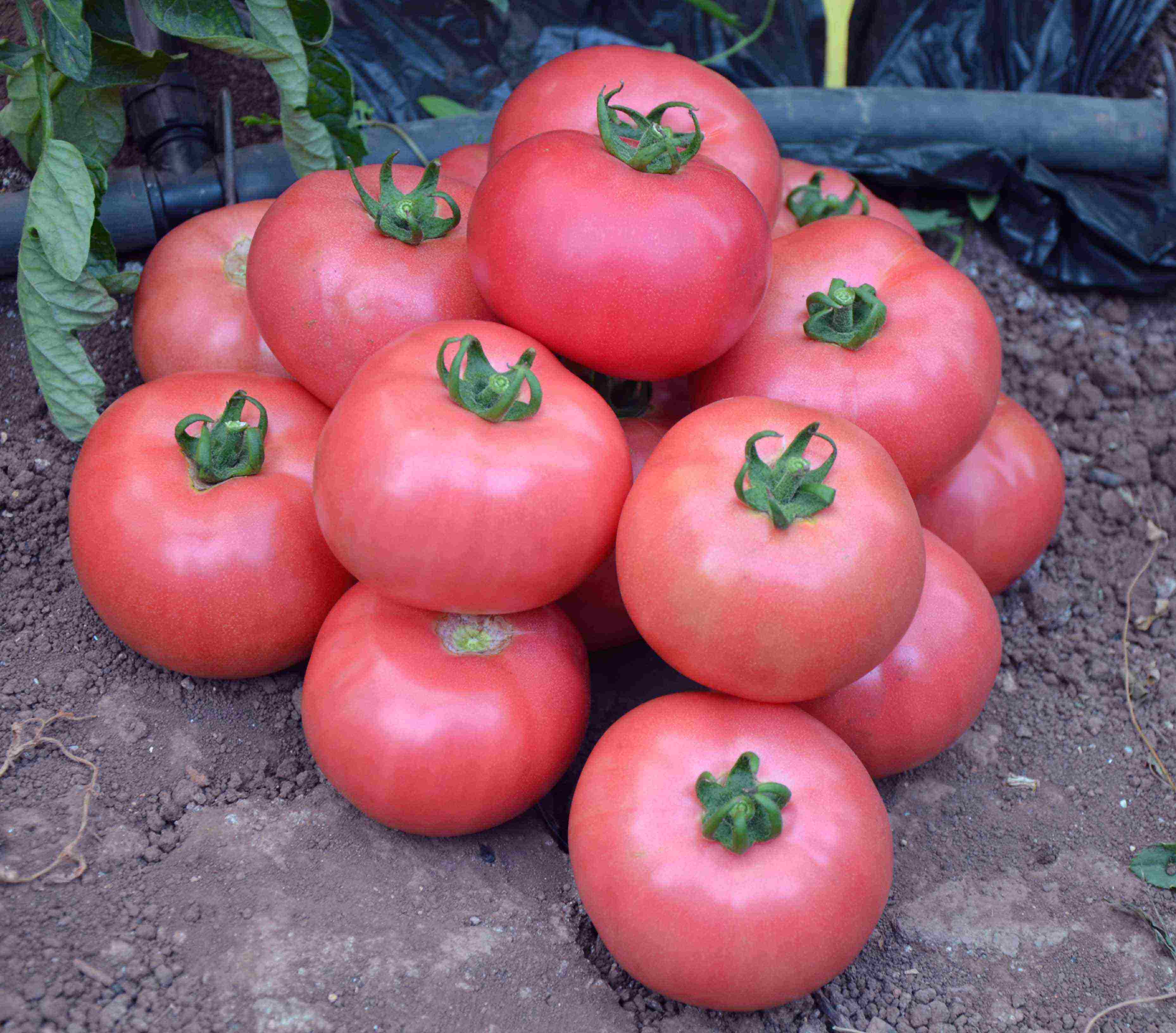 Goveđe srce kasne zrele rajčice: kako uzgajati najbolju sortu salate