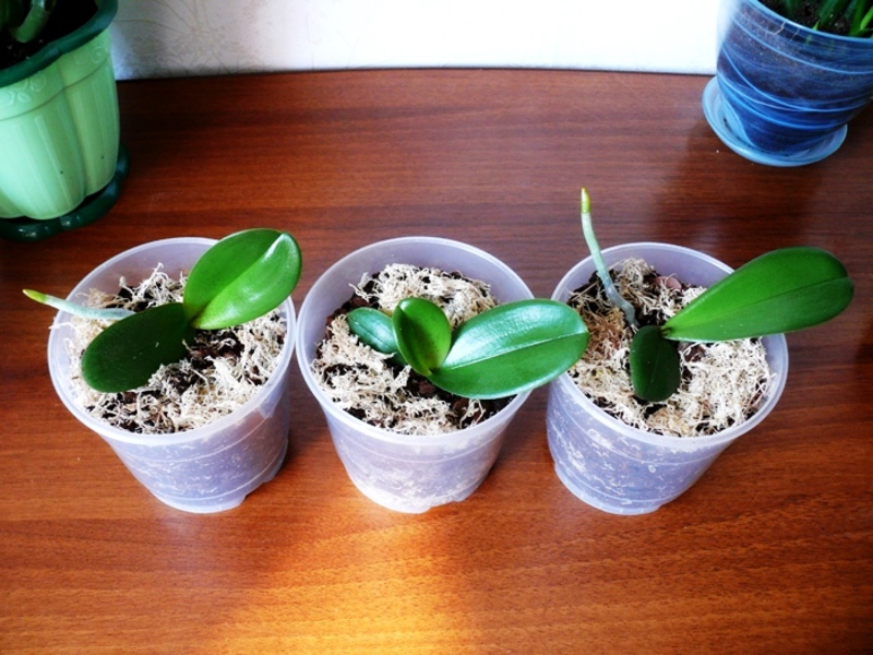 Phalaenopsis-orkidean lisääntyminen kotona