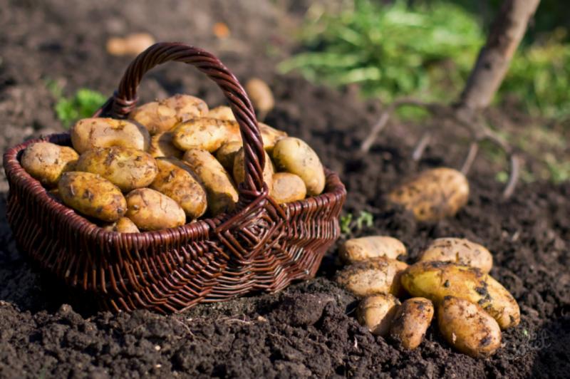 Trąša bulvėms sodinant