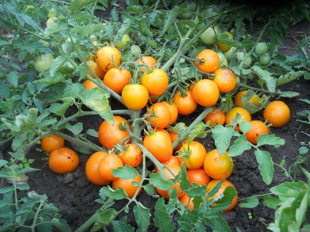 Най-добрите сортове стандартни домати, как да ги формирате и отглеждате