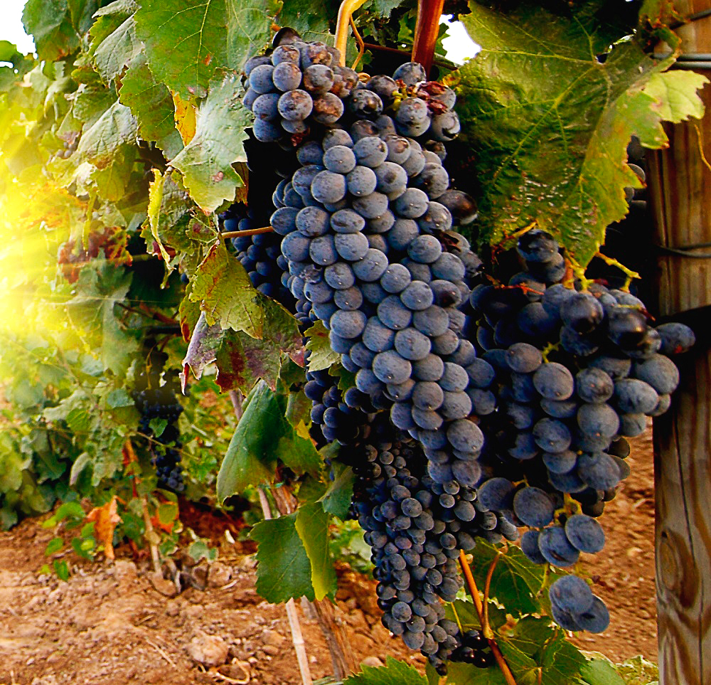 Įvairių vynuogių veislių auginimo ir dauginimo ypatumai