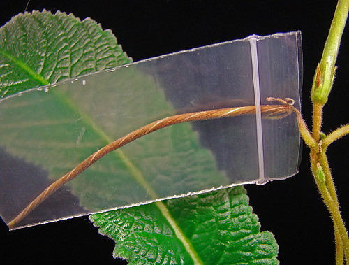 Capsula di semi di streptocarpus