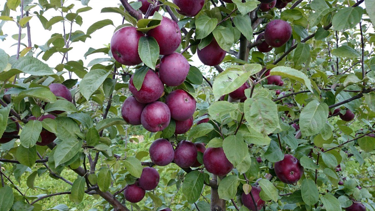 Stablo jabuke: kako uzgojiti zdravo drvo koje oduševljava berbom