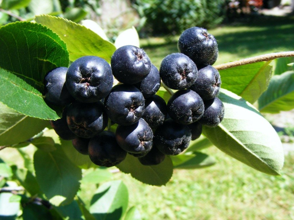 Ang mga berry ng Aronia sa isang bush
